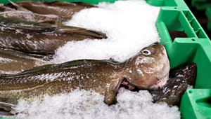 Ny aftale reducerer fiskekvoter i Østersøen massivt: "Det er en meget trist situation"