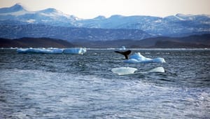Lektor: Klimaforandringer truer grundlaget for marine fødekæderne i Arktis