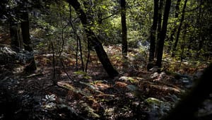 Urørt skov er en klar gevinst for både klima og biodiversitet
