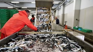 Bagmandspolitiet vil have storfisker til at betale op til 68 millioner