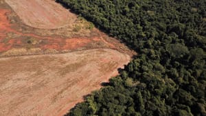 ”Vi må sætte barren højere”: Nye EU-tiltag vil stoppe import af produkter, der truer skove, og eksport af affald, der truer miljøet