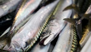 Danmarks Fiskeriforening før havplan-forhandlinger: Debatten om trawlfiskeriet er fyldt med påstande