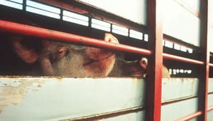 Europæiske socialdemokrater: EU accepterer lappeløsninger for dyrevelfærden