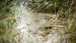 Danske Vandværker: En klimatilpasningsplan skal beskytte vores grundvand