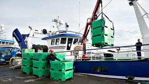 Bælternes Fiskeriforening: Politikerne lukker reelt størstedelen af al fiskeri med et trawlforbud