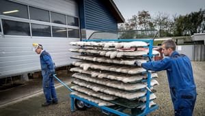 Ny måling: Knap halvdelen af danskerne vil tillade minkavl igen