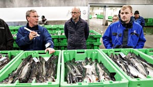 Fiskerikommission lader vente på sig:  ”Det er slendrian fra regeringens side”