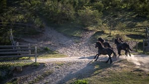Hestekrigen: Hvorfor vækker "rewilding" så stærke følelser?