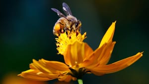 Biavlere: Bier skal fylde mere på markerne, hvis Danmark skal have mere bæredygtigt landbrug