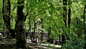 Lektor til Dansk Skovforening: Nej, skovrejsning er ikke godt for grundvandet
