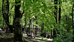 Dansk Skovforening: Den nuværende adgang til skoven er god, men kommunikationen halter