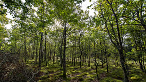 Træ- og Møbelindustrien: Skovrejsning er ikke et vidundermiddel, men et udtryk for rettidig omhu