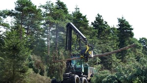Miljøbevægelsen Noah: Danmark bør arbejde for at forhindre energiproduktion baseret på skovbiomasse