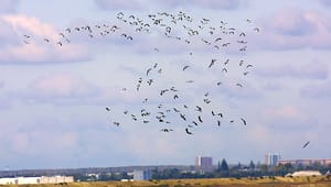 Biolog: Biodiversitetsrådets tavshed truer millioner af trækfugle 