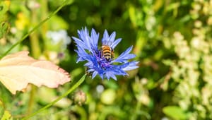 Plan Bi: Vilde bier har den ene vinge i graven, mens tilskud til honningbien øges