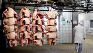 Fagforbund efter slagterifyringer: Landbruget lover politikerne at holde på danske arbejdspladser, men de holder det ikke
