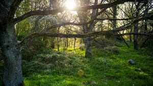 Ny rapport viser vejen til 30 procent beskyttet natur i Danmark: Så meget skal landbrug og skovbrug reduceres