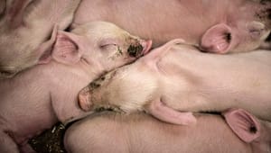 Dyrenes Beskyttelse: Forrige regering realiserede aldrig dyrevelfærdsloven, det skal en ny råde bod på