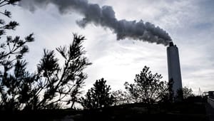Klimarådet advarer: Ny fjernvarme må ikke øge forbruget af biomasse 