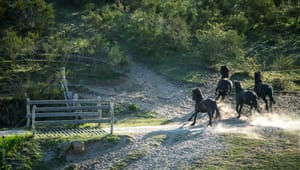 17. låge i Altingets fotojulekalender: Hestekrigen