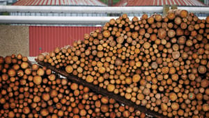 Verdens Skove: EU-direktiv gør alternativer til biomasse mere attraktive