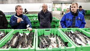 EU-lande strammer reglerne for ålefiskeri i ny kvoteaftale: ”Det er helt ude af proportioner”