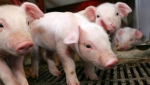 Bioetiker: Vil vi være dem, der reducerer dyr til produktionsenheder?