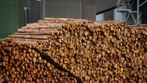 Klimabevægelsen til Dansk Skovforening: Vi bør som foregangsland tage ansvar for udledninger fra biomasse