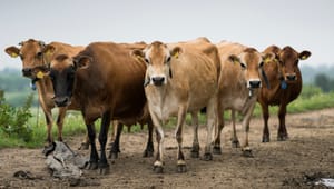 Professorer: Kan køerne redde os fra klimakatastrofen?