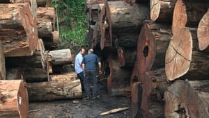Trævirksomhed: Brugen af tropisk træ og bevarelse af regnskoven kan sagtens gå hånd i hånd