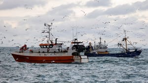 Fiskeriforening: Dansk kystfiskeri risikerer at forsvinde, hvis ikke kursen lægges om