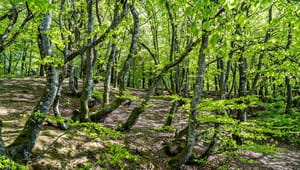 Dansk Skovforening til Klimabevægelsen: Danmark tager allerede ansvar for træbiomasseforbruget