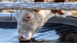 Syge grise plejes ikke godt nok, og for mange kvæg fodres forkert: Her er de vigtigste nedslag fra statens kontrol med dyrevelfærden