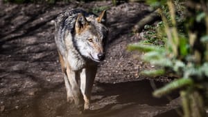 Biolog: Myter og landbrugsinteresser står i vejen for beskyttelse af ulven i Europa