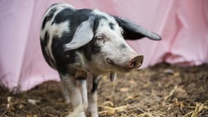 Landbrug & Fødevarer og dyrlægeforeningen: Sådan sikrer vi glade grise med et mindre antibiotikaforbrug