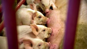 Embedsmænd gav grønt lys til flere forbedringer af grises velfærd under S-regeringen
