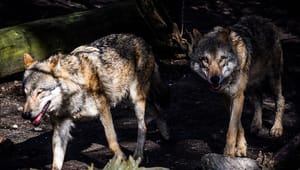 Venstre i EU: Biolog tager fejl, når han betegner frygten for ulveangreb som irrationel
