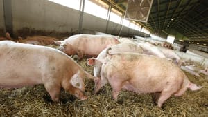 Mejeridirektør hentes til skandalepræget grisegenetik-virksomhed