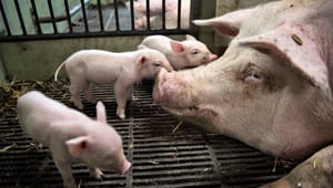 Landbruget fortæller, at dyrevelfærden for danske grise er på et højt niveau. Men Danmark er ”ikke førende” i Europa
