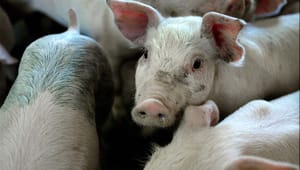 Klimabevægelsen til Venstre: Bryd jer fri af det animalske landbrugs jerngreb