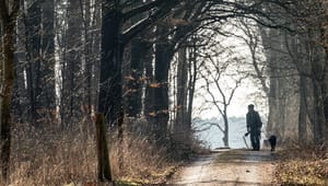 Dansk Skovforening: Skovdrift kræver balance og positive incitamenter
