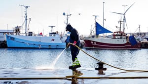Fiskeri-rådgiver: Kameradokumentation kan fjerne den politiske spændetrøje for fiskeriet