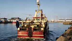 Fiskeristyrelsen finder ny vicedirektør i Skatteministeriet