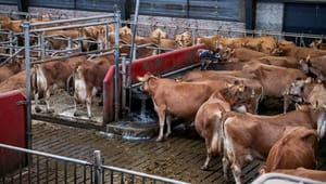 Tænketank foreslår at halvere antallet af malkekøer frem mod 2040 for at opnå dansk klimaneutralitet