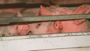 Regeringen siger, den vil forbyde lange dyretransporter i EU, men forbuddet hjælper kun en brøkdel af danske svin