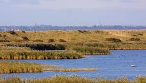 Ny debat: Skal København have en naturnationalpark?