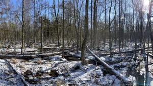 Eksperter fra KU: Skovrejsning er ikke den bedste løsning i et klimaperspektiv