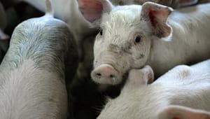 Dyrenes Beskyttelse og NNF: Svineeksportører udnytter manglende krav til dyrevelfærd under grisetransport