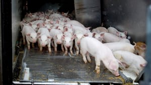 Dyrenes Beskyttelse til Danske Svineproducenters kritik: Der er reelle farer på færde for 14 millioner smågrise