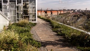 PensionDanmark og naturfredningsforening: En biodiversitetslov kan sikre mere natur i byerne